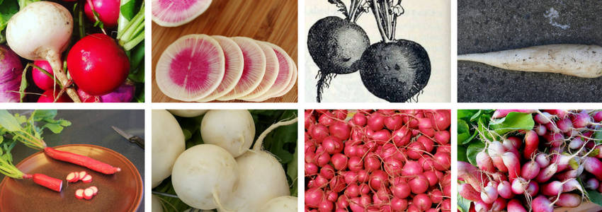 radish types